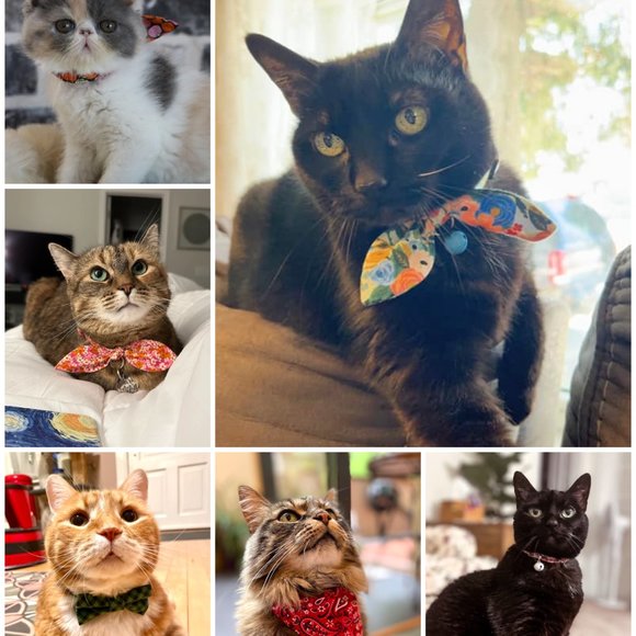 Meet your Posher, Jamie - Picture 2 of 3